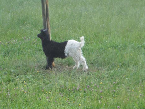 a "Walliser" goat near Kuesnacht, Switzerland  (2004)